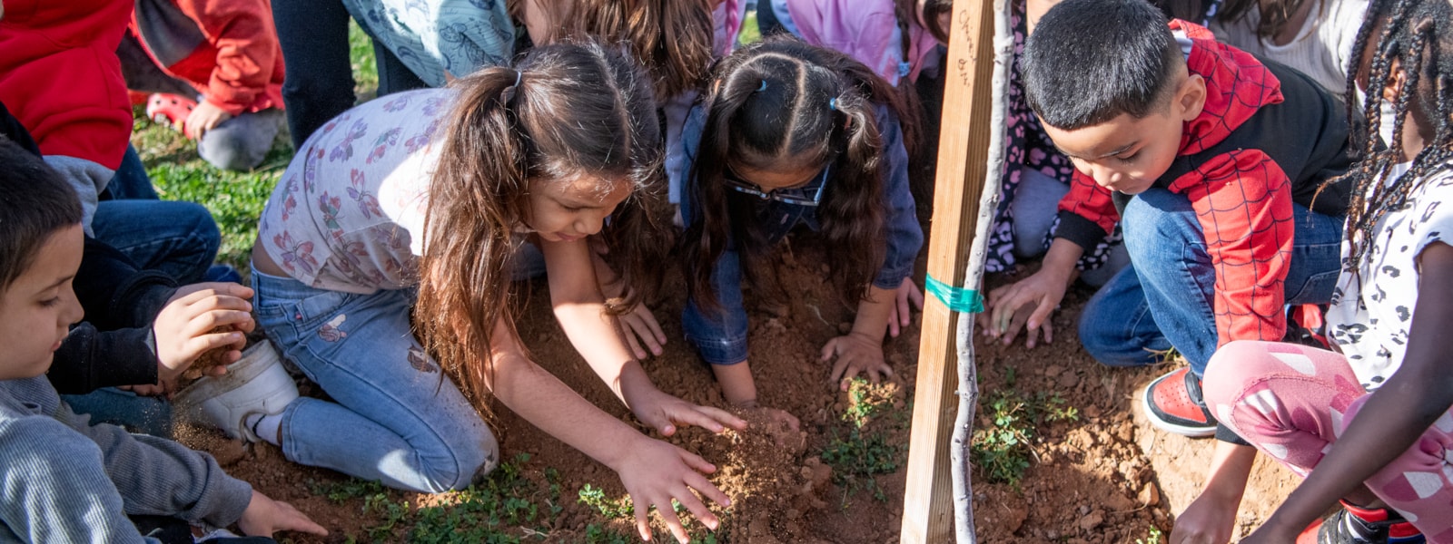 Students planting a tree.