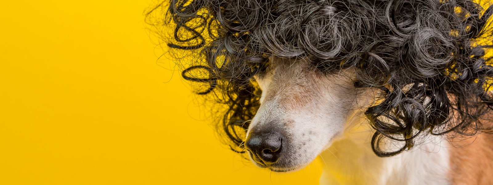 dog in a wig