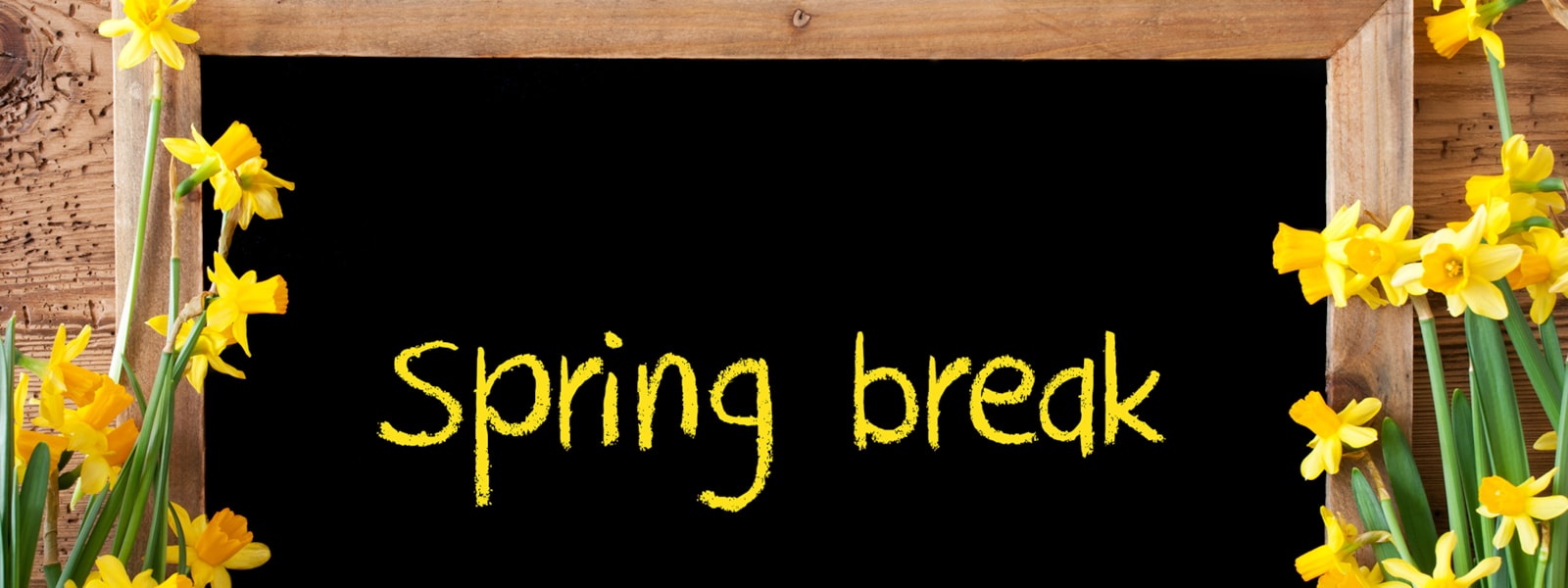 'spring break' written on blackboard with yellow flowers surrounding