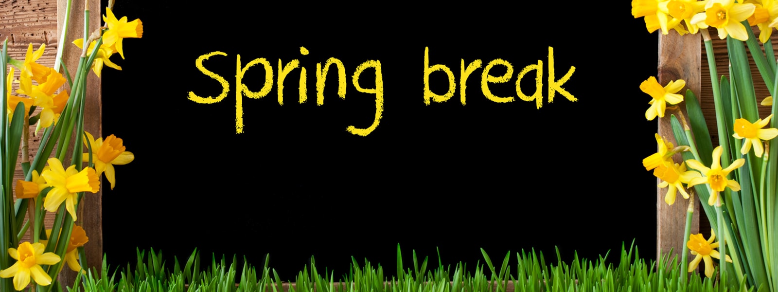 black background with grass and daffodils surrounding 'spring break'