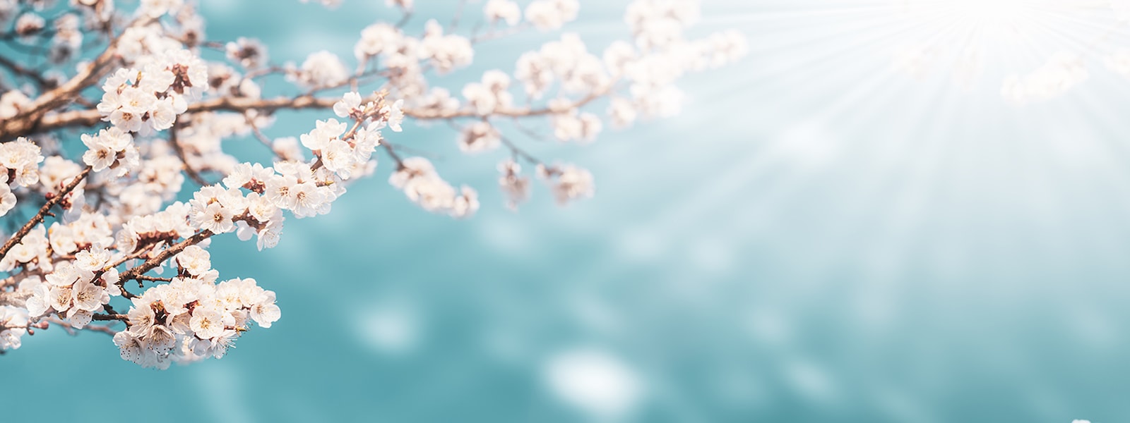 Picture of Cherry Blossoms