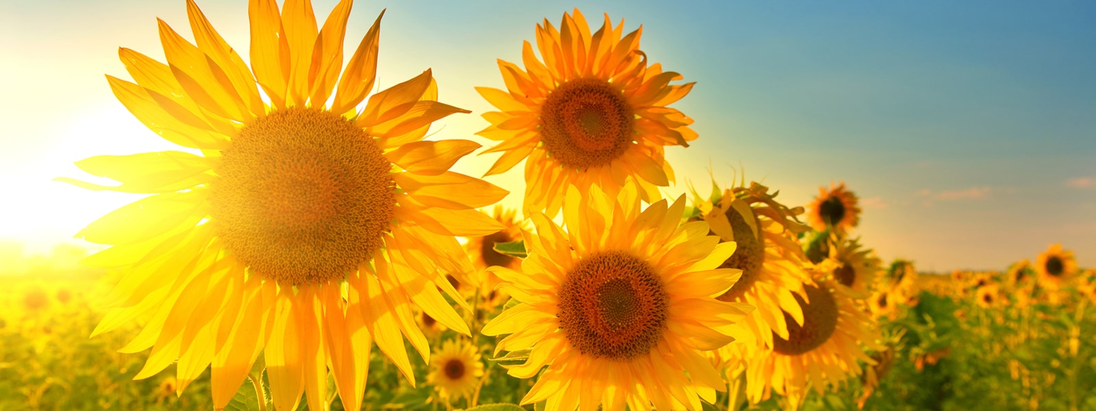 field of sunflowers with the sun shinning bright 