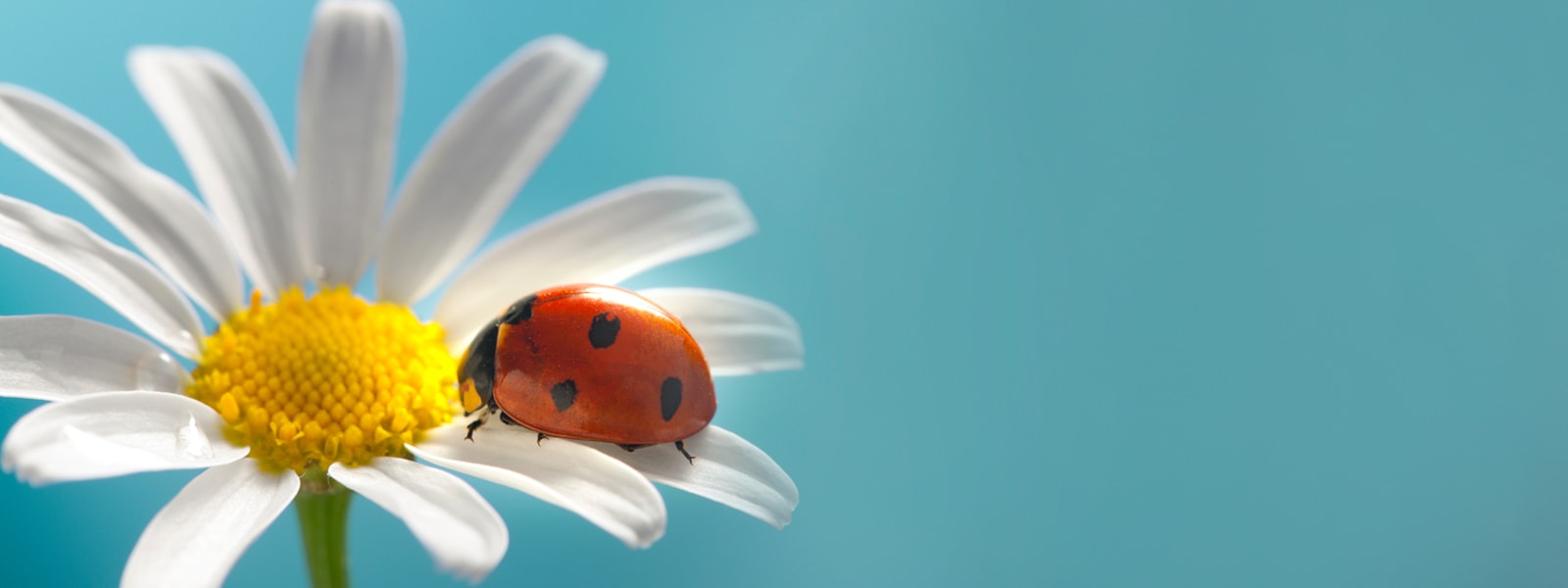 Daisy with ladybug