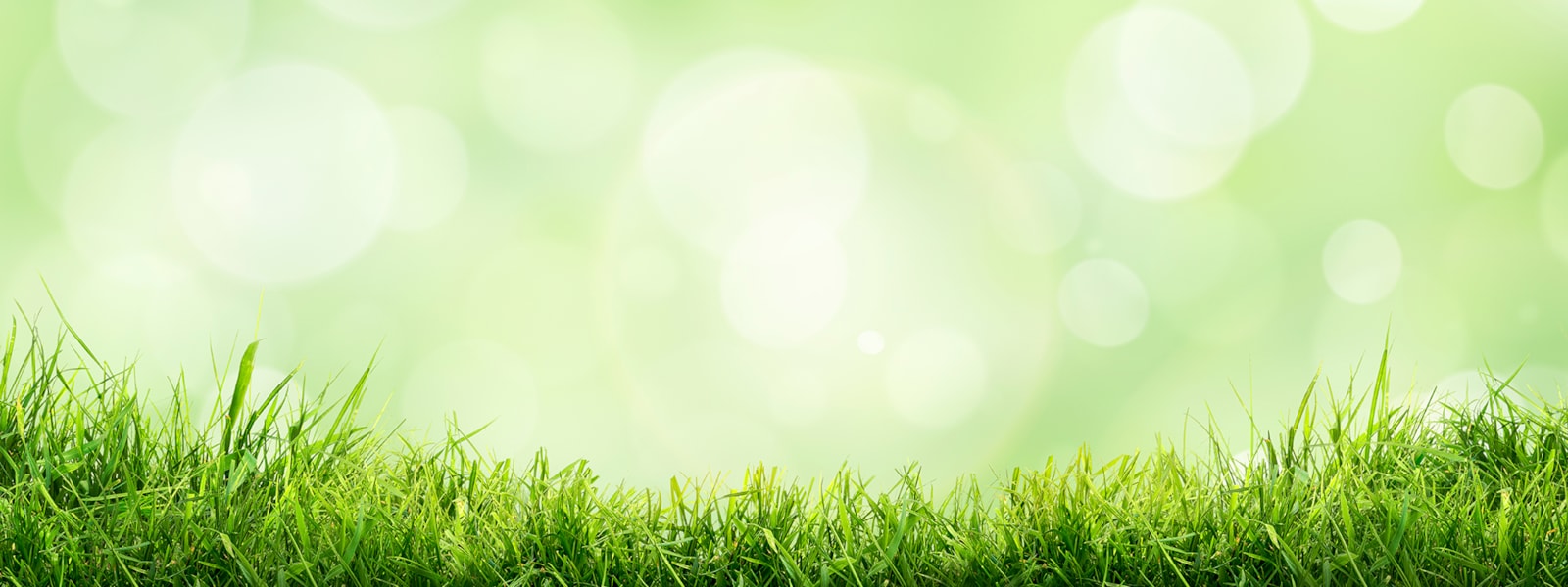 Grass with Green Background