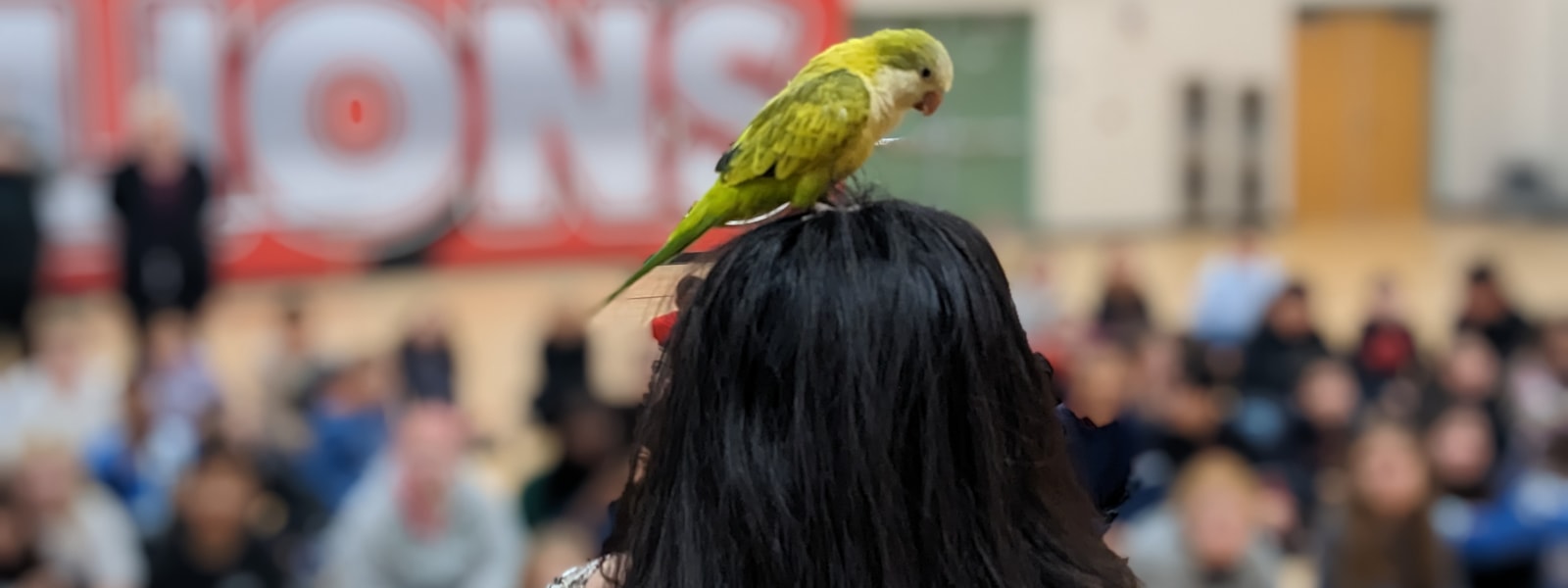 green parrot on top of zoo keepers' head