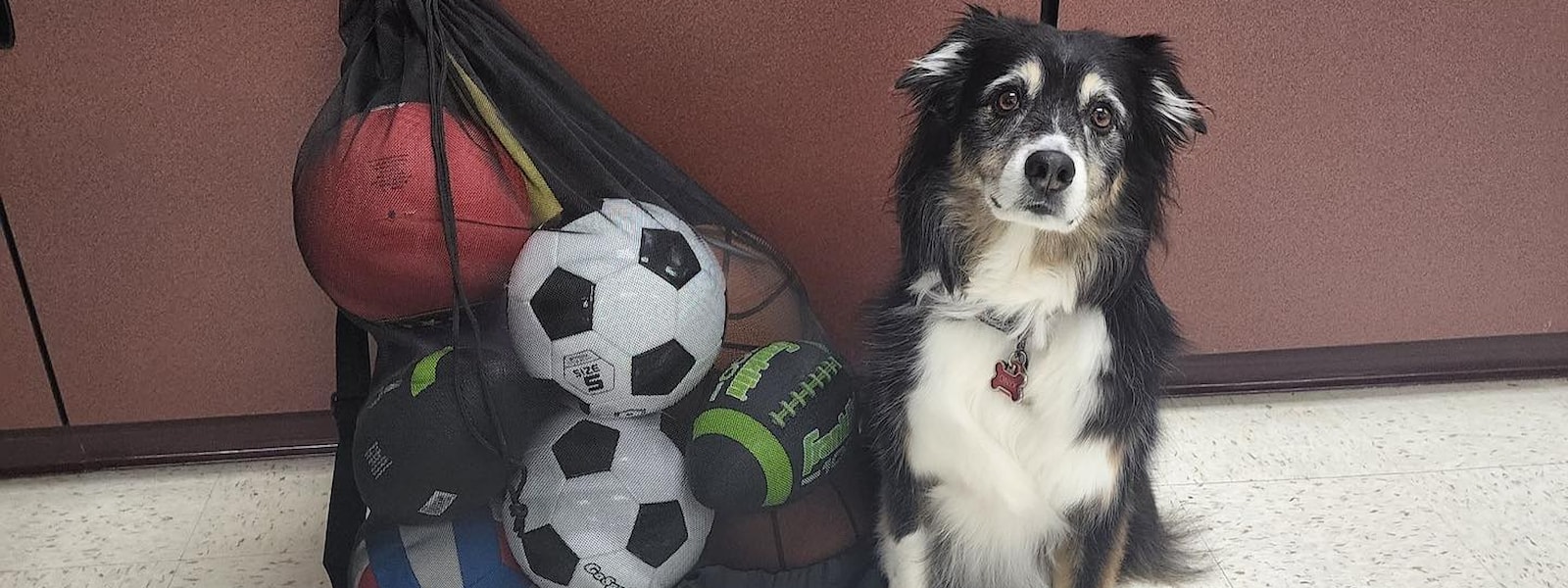 Onyx, the therapy dog sitting by a bag of soccer balls.