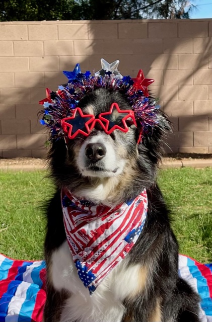 Therapy Dog wearing Patriotic Colors