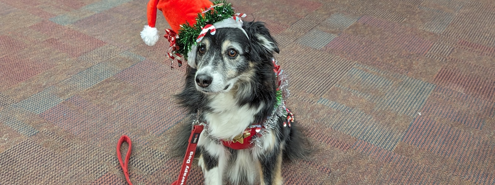 Therapy Dog with a Santa Hat and Holiday Sweater on.